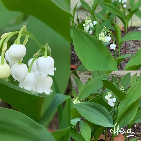 Muguet